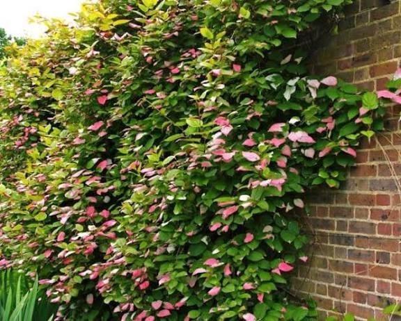 Kiwi planten, Tuin en Terras, Planten | Fruitbomen, Halfschaduw, In pot, Ophalen