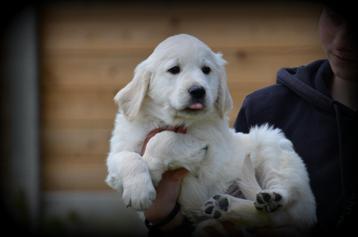 Golden Retriever pups beschikbaar voor biedingen