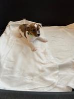 Huiselijk opgevoede Jack Russel pups, Dieren en Toebehoren, Honden | Jack Russells en Terriërs, CDV (hondenziekte), 8 tot 15 weken