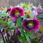 Helleboris ( mengeling paars roze of wit ), Winter, Halfschaduw, Vaste plant, Ophalen