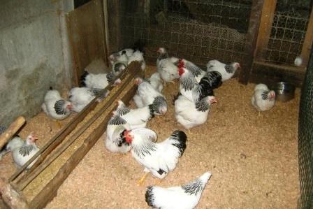 Wyandotte kriel columbia, Dieren en Toebehoren, Pluimvee, Kip, Meerdere dieren