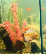 Discusvissen, Dieren en Toebehoren, Vissen | Aquariumvissen