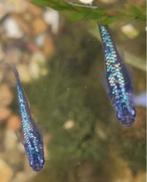 Medaka Sapphire Blue Eitjes (OOK ANDERE SOORTEN BESCHIKBAAR), Vis, Zoetwatervis