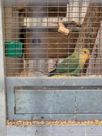 Jonge dwergpapegaai roseicollis agapornid groen en oranje, Dieren en Toebehoren, Vogels | Parkieten en Papegaaien