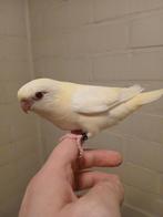 Handtamme catharina parkieten 2025, Dieren en Toebehoren, Vogels | Parkieten en Papegaaien, Geslacht onbekend, Parkiet, Geringd