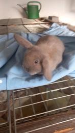 Raszuivere Nederlandse minilop te koop, Dieren en Toebehoren, Konijnen