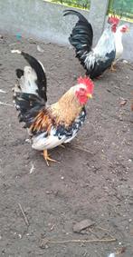 Chabo haantjes, Dieren en Toebehoren, Mannelijk, Kip