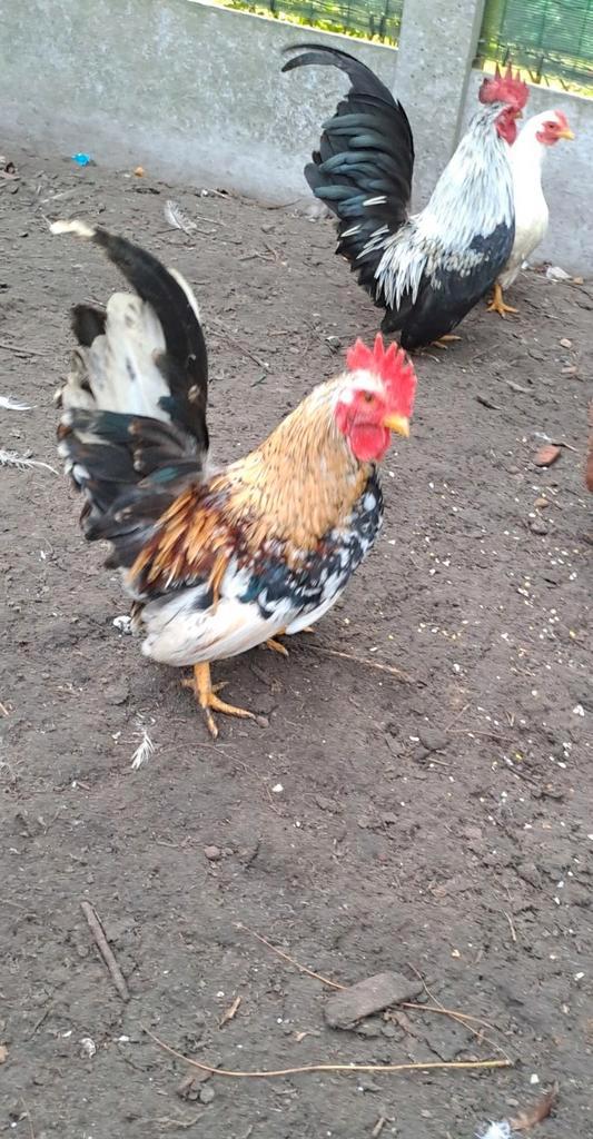 Chabo haantjes, Dieren en Toebehoren, Pluimvee, Kip, Mannelijk