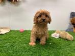Cavapoo pups, Dieren en Toebehoren, België, 8 tot 15 weken, CDV (hondenziekte), Meerdere