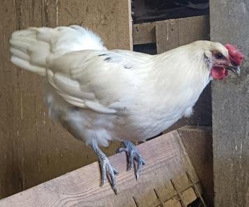 Bresse hennen, Dieren en Toebehoren