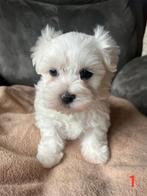 Maltezer teefje te koop, Dieren en Toebehoren, België, Maltezer, Particulier, 8 tot 15 weken