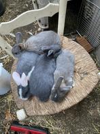 Konijn, Dieren en Toebehoren, Konijnen