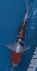 Beni kumonryu, Dieren en Toebehoren, Vissen | Vijvervissen, Karper of Koi