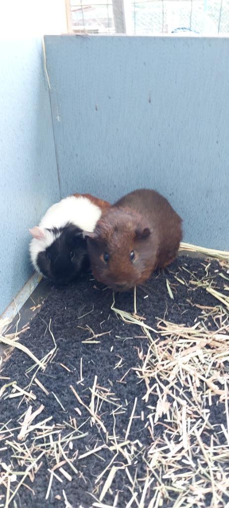 Cavia beertjes, Dieren en Toebehoren, Knaagdieren, Mannelijk, Cavia, Oktober, Tam