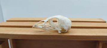 Kwartelschedel: osteologie  beschikbaar voor biedingen