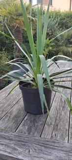 yucca recurvifolia, Volle zon, Vaste plant, Zomer, Ophalen