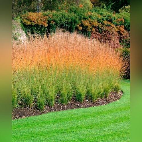Molinia 'Heidebraut', Tuin en Terras, Planten | Tuinplanten, Vaste plant, Siergrassen, Halfschaduw, Ophalen