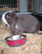 Minilop ram, Dieren en Toebehoren, Hangoor