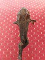 Gemummifieerde boomkikker, Ophalen of Verzenden