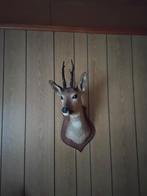 Opgezette hertenkop, Ophalen