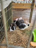 Vlaamse reuzen, Dieren en Toebehoren, Konijnen, Meerdere dieren, Groot, 0 tot 2 jaar