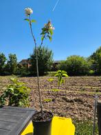 syringa, Tuin en Terras, Planten | Struiken en Hagen, Ophalen