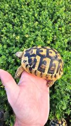 Hermann Boettgeri schildpadvrouwtjes 13cm met chip en docume, Dieren en Toebehoren, Schildpad