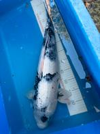 60 cm koi, Dieren en Toebehoren, Vissen | Vijvervissen