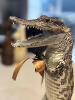 opgezette crocodile, Dieren en Toebehoren, Overige soorten, 0 tot 2 jaar