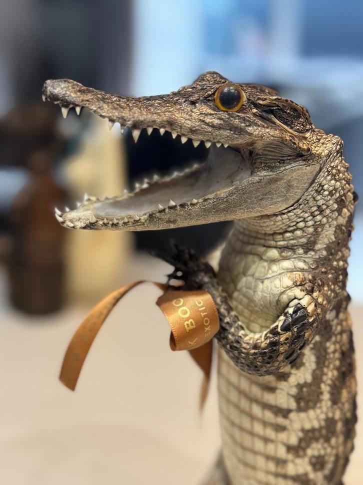 opgezette crocodile, Dieren en Toebehoren, Reptielen en Amfibieën, Overige soorten, 0 tot 2 jaar