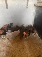 Jonge leghorn, Dieren en Toebehoren, Pluimvee, Meerdere dieren, Kip