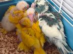 Kakariki jongen, Dieren en Toebehoren, Meerdere dieren, Parkiet, Tam