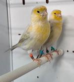 Kanaries Agaat Opaal, Dieren en Toebehoren