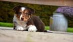 Chocolat Tricolor Border Collie pups, Dieren en Toebehoren, Honden | Herdershonden en Veedrijvers, CDV (hondenziekte), Meerdere