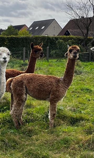 Sterre: mooie alpaca merrie met showkwaliteit beschikbaar voor biedingen