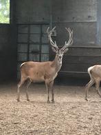 Dekbok te koop, Dieren en Toebehoren, Augustus, Mannelijk