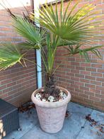 Palmboom (115 cm in mooie pot), Jardin & Terrasse, Enlèvement, Été, Palmier