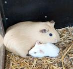 Cavia's. Cavia., Augustus, Cavia