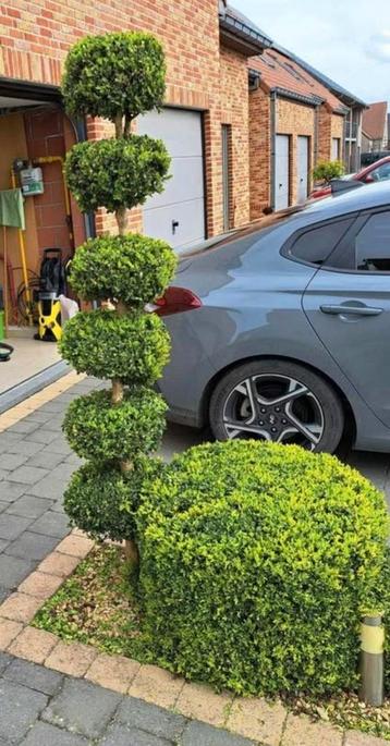 4 buxus in een bol en 2 buxus op een stam beschikbaar voor biedingen