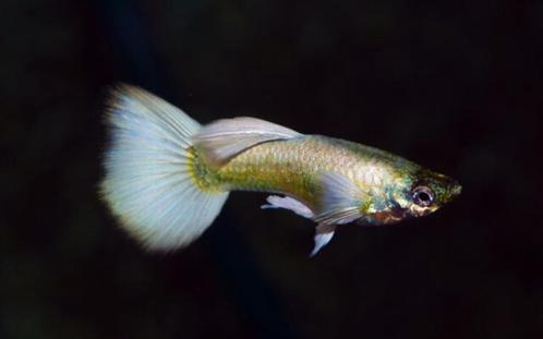 Hobbyaquarium poec ret Luminious White / guppy, Dieren en Toebehoren, Vissen | Aquariumvissen, Zoetwatervis, Vis, Schoolvis