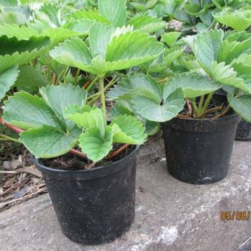 AARDBEIPLANTEN met kluit ,ras Elsanta beschikbaar voor biedingen