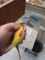 Parkieten turquoisin, Animaux & Accessoires, Oiseaux | Perruches & Perroquets