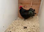 Zwarte austrlorp haan 2025, Dieren en Toebehoren, Pluimvee