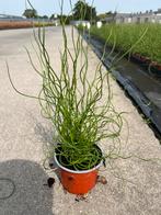 Juncus effusus ‘Spiralis Twister’ P10,5cm, Ophalen, Vaste plant, Siergrassen