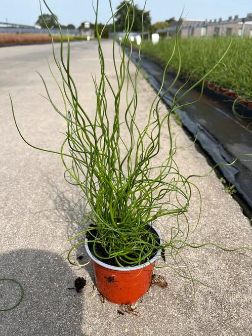 Juncus effusus ‘Spiralis Twister’ P10,5cm, Tuin en Terras, Planten | Tuinplanten, Vaste plant, Siergrassen, Ophalen