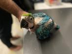 Arara Ararauna, Dieren en Toebehoren