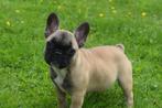 Franse bulldog pups mooie keuze, Dieren en Toebehoren, Honden | Bulldogs, Pinschers en Molossers, 8 tot 15 weken, Buitenland, CDV (hondenziekte)