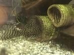 L333 Hypancistrus - King tiger pleco, Dieren en Toebehoren