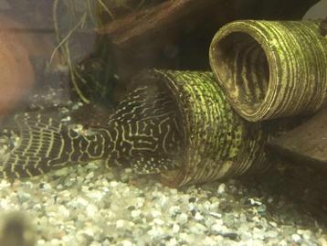 L333 Hypancistrus - King tiger pleco beschikbaar voor biedingen