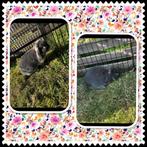 NHD voedstertje, Dieren en Toebehoren, Konijnen, Vrouwelijk, Dwerg, Hangoor, 0 tot 2 jaar